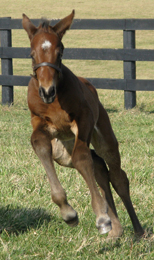 Everyone's Honour 08 galloping